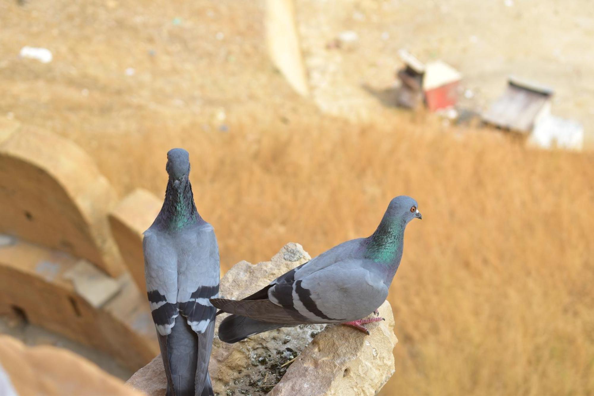 ג'איסלמר Mud Mirror Guesthouse מראה חיצוני תמונה